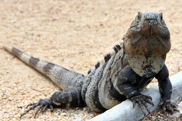 Iguana messicano