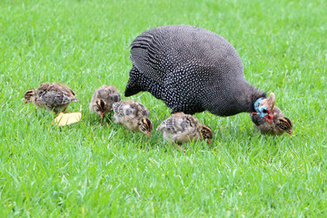 Guinea fowl and chicks