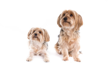 Yorkshire Terrier dogs on a white background