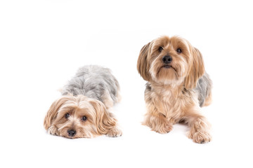 Yorkshire Terrier dogs on a white background