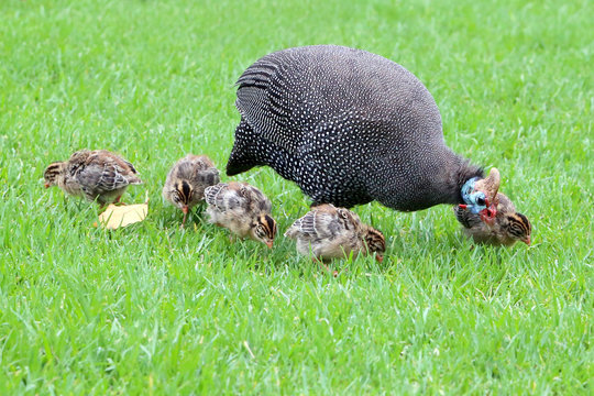 Guinea fowl and chicks