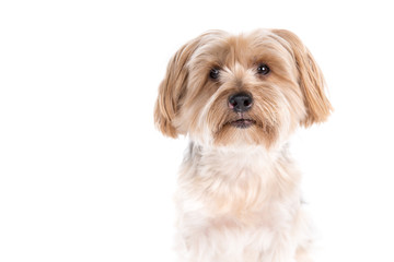 Yorkshire Terrier dog on a white background