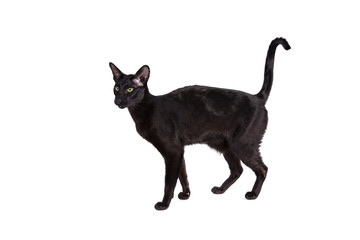 Oriental shorthair cat on a white background