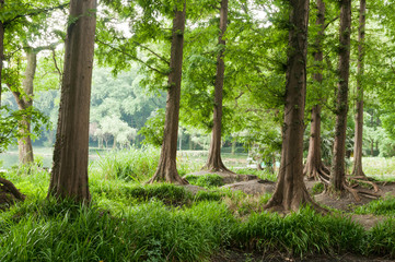 The green Metasequoia woods