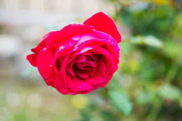 Bocciolo di rosa rossa