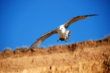 Fototapeta na wymiar Beautiful seagull
