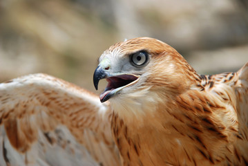 Falcon