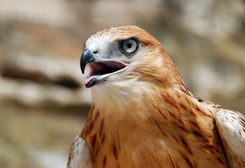 Falcon