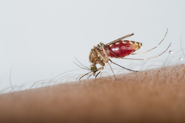 Mosquito sucking blood