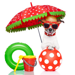 dog on vacation