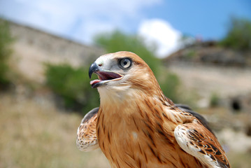 Falcon