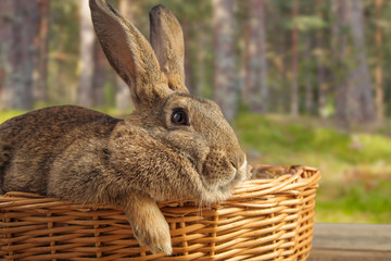 Cute brown bunny in a basket on the nature