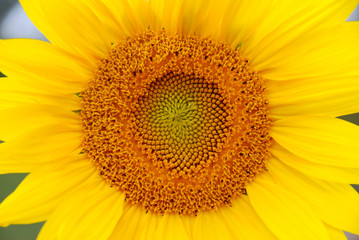 Obraz premium Sunflower