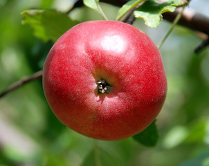 Red apple