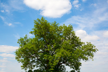 Baum vor blauem Himmel