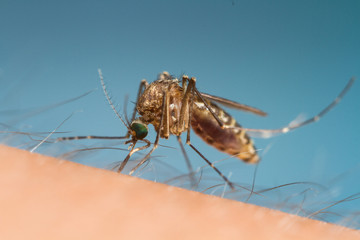 mosquito