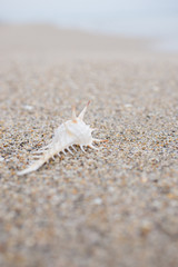 砂浜と貝殻