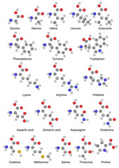 The twenty basic amino acids. Illustration