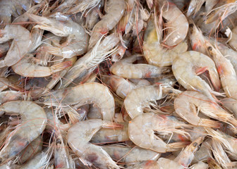 Fresh shrimps