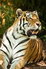 Sibirischer Tiger (Panthera tigris altaica)