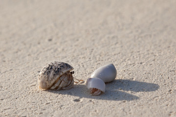 Diogenes-crab on the sandy beach