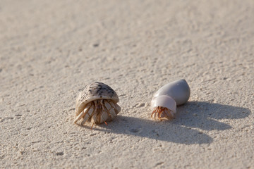 Diogenes-crab on the sandy beach