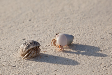 Diogenes-crab on the sandy beach
