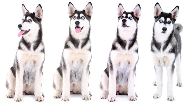 Collage of cute husky puppy isolated on white