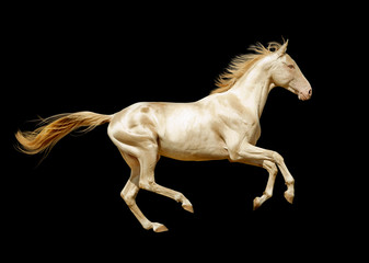 Fototapeta na wymiar perlino akhal-teke horse isolated on black