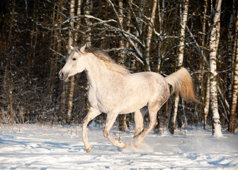 arab horse in winter field