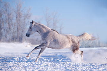Obraz na płótnie Canvas white horse in winter