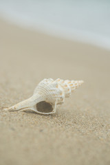 砂浜と貝殻