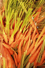 Close-up of the fresh carrots.