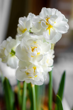White narcissus and green spring