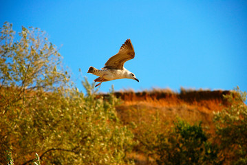 Fototapeta premium Beautiful seagull