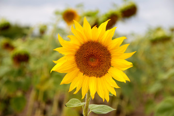 Beautiful sunflower