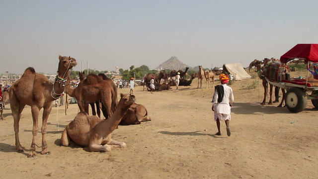 Camels during Pushkar Camel Fair