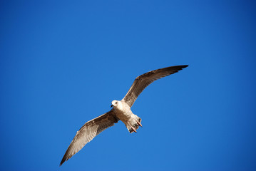 Beautiful seagull