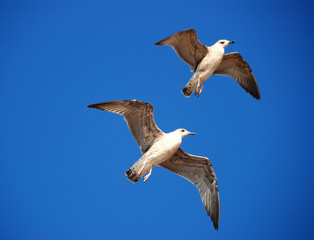 Two seagulls