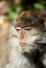 Obraz premium bertuccia