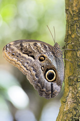 Bananenfalter (Caligo Eurilochus)