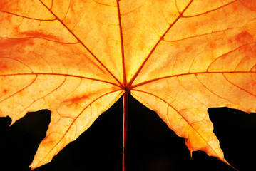 Maple leaf