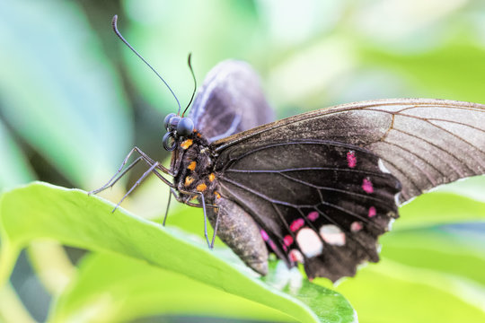 Tropischer Schmetterling (Parides Iphidamas)