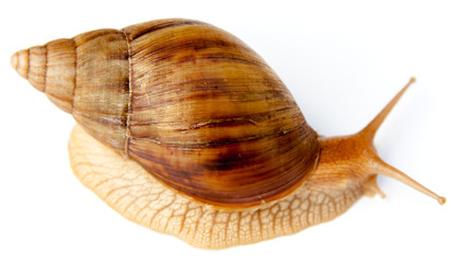 achatine, escargot géant