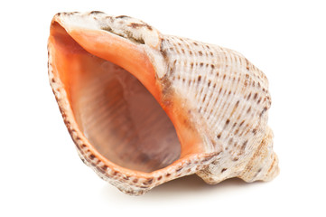 ocean shell