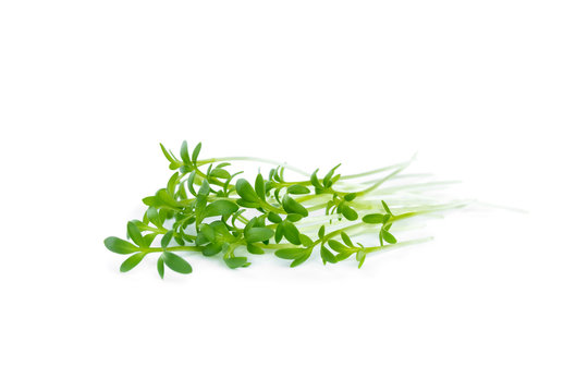 The watercress isolated on white