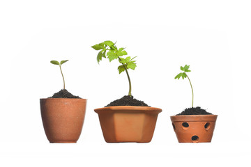 Young plant in pot isolated on the white backgrounds