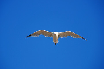Fototapeta na wymiar Beautiful seagull