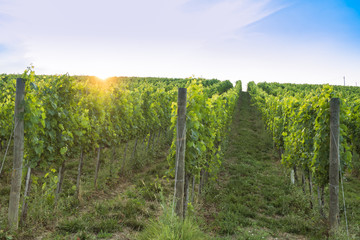 Viticoltura