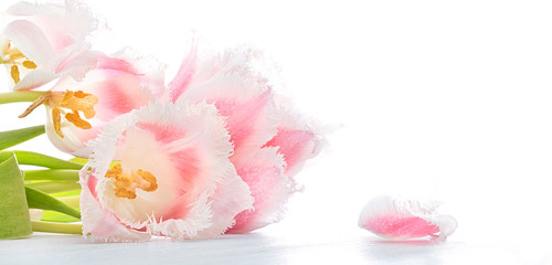 Pink and white terry tulips